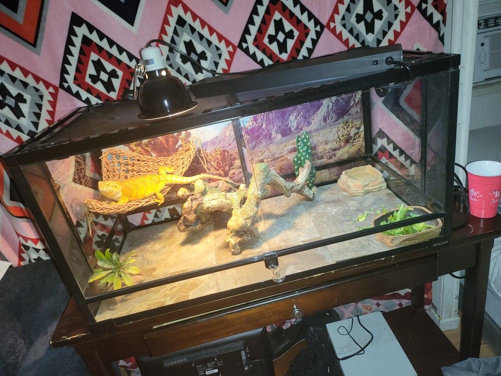 reptile cages