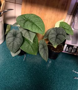 Alocasia melo Live Houseplants in Nursery Pots