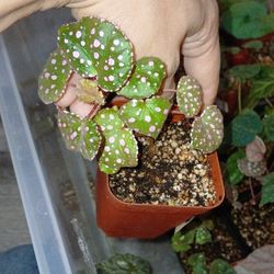 Begonia sp. - Maura Wahua