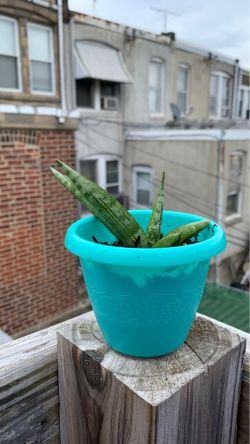 Rare sansevieria starfish plant