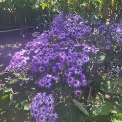 Maceta Grande De Flores Moradas 