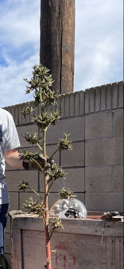 Baby Agaves For Planting 