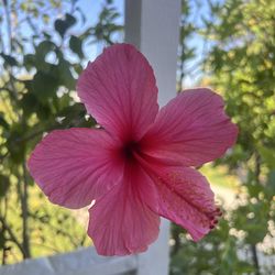 Pink Hibiscus Plant