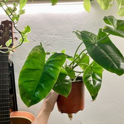 Bushy Philodendron Burle Marx Plant In 6” Pot