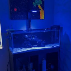 20 Gallon Saltwater Aquarium