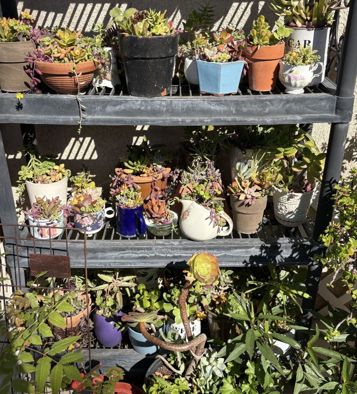 Succulent Arrangements Priced Individually