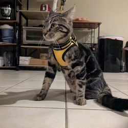 Kitten Harness (Rabbitgoo)