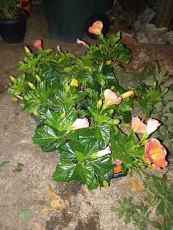 3 Tradewinds 'Orange Sunset Wind' Hibiscus