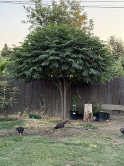 Paraiso Trees For Shade/ Arbol De Paraiso Para La Sombra 