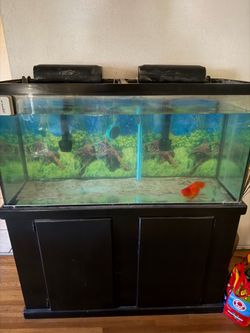 80 Gallon Fish Tank