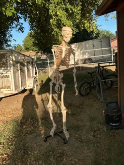 Life-Size Human Skeleton Model - Full Anatomical Medical Study