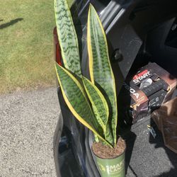 Snake Plants!! $15 Each!! 