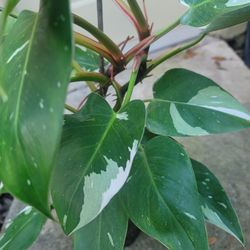 White Princess Philodendron Tropical Plant!!!