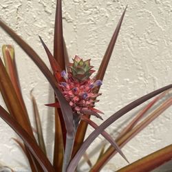 Pineapple Plant Florida Special Pink Leaves Ornamental And Fruit Producing In 12 Inch Pot