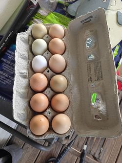 Fresh Farm eggs