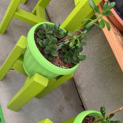 Succulent In A Lime Green Planter 
