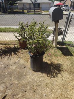 Elephant Bush plant