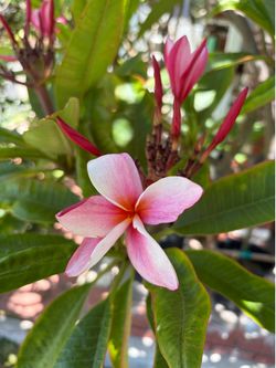 Plumeria Newport Pink