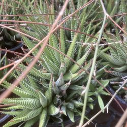 Haworthia Zebra Succulent 