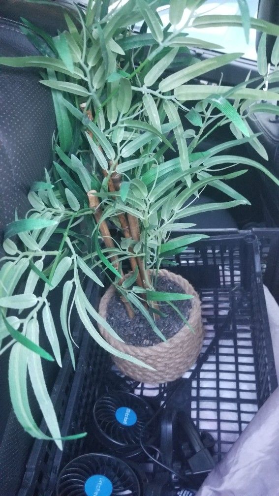 Fake Bamboo Type Plant