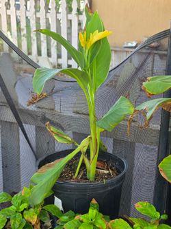 Yellow canna lily plant