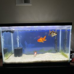 Fish Tank And Accessories 