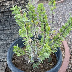 Ocotillo 