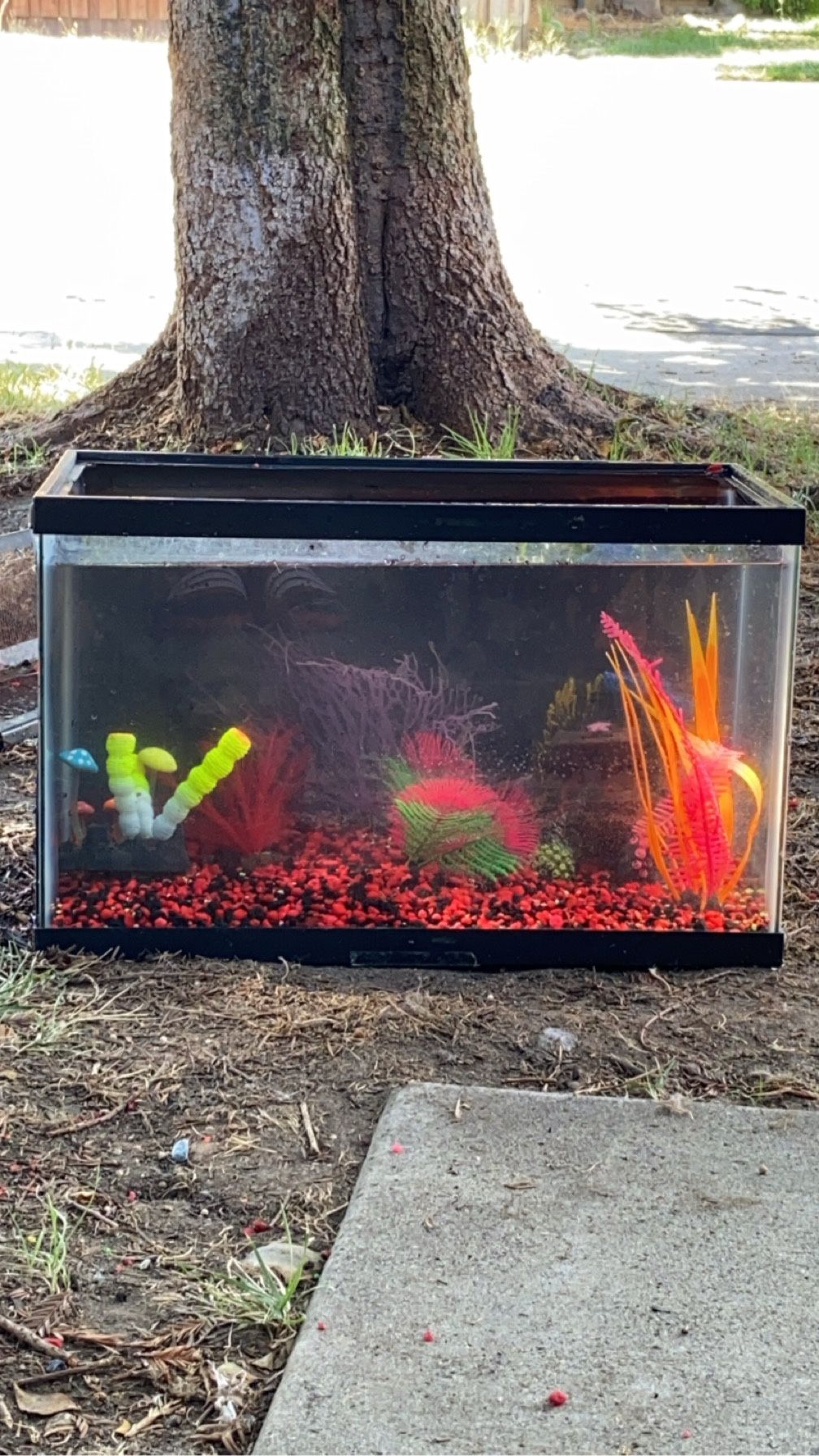 Fish Tank