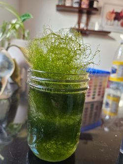 Chaeto Macro Algae.
