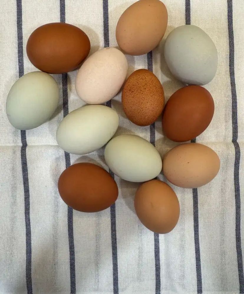Fresh Eggs