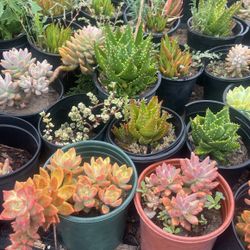 Succulents 