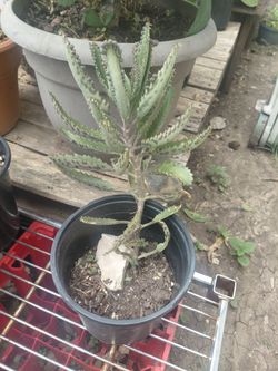 Kalanchoe Mother Of Millions