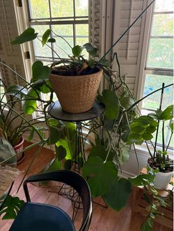 Monstera Plant