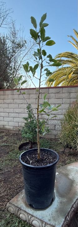 3-Ft Red Delicious Apple Tree