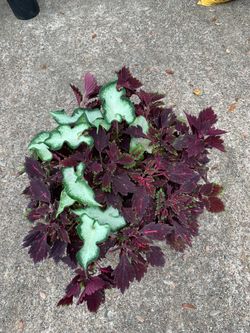 Coleus and Caladium arrangement