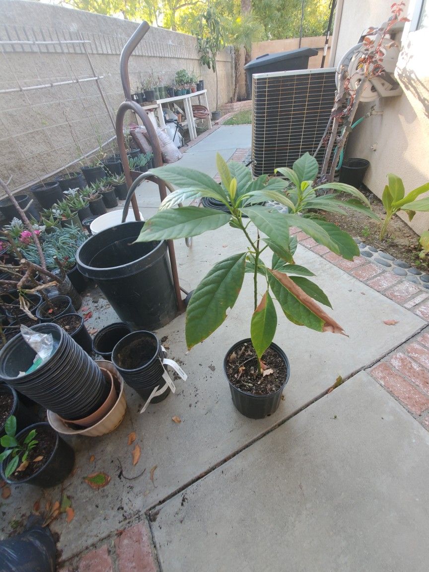 Avocado trees Haas (Costco) 38 Inches.