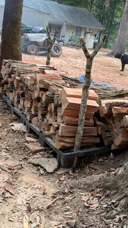 Oak tree