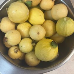 Guavas Picked Daily 15 For $5
