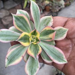 Sunburst Succulent Cutting 