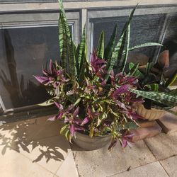 Large Potted Snake Plant with Colorful Foliage