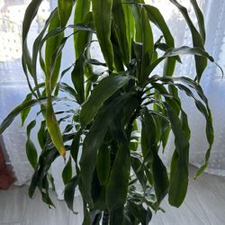 Indoor Plant