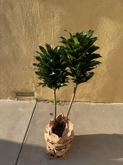 Dracaena compacta