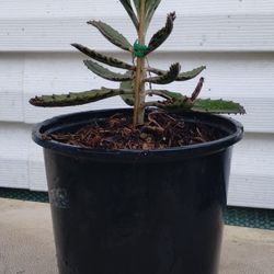 Alligator Plant ( Mexican Hat Plant)
