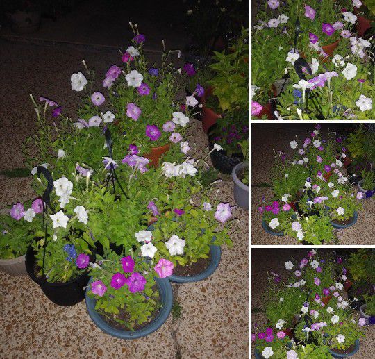 Fragrant mix petunia Flowers$6-$14 Each pot