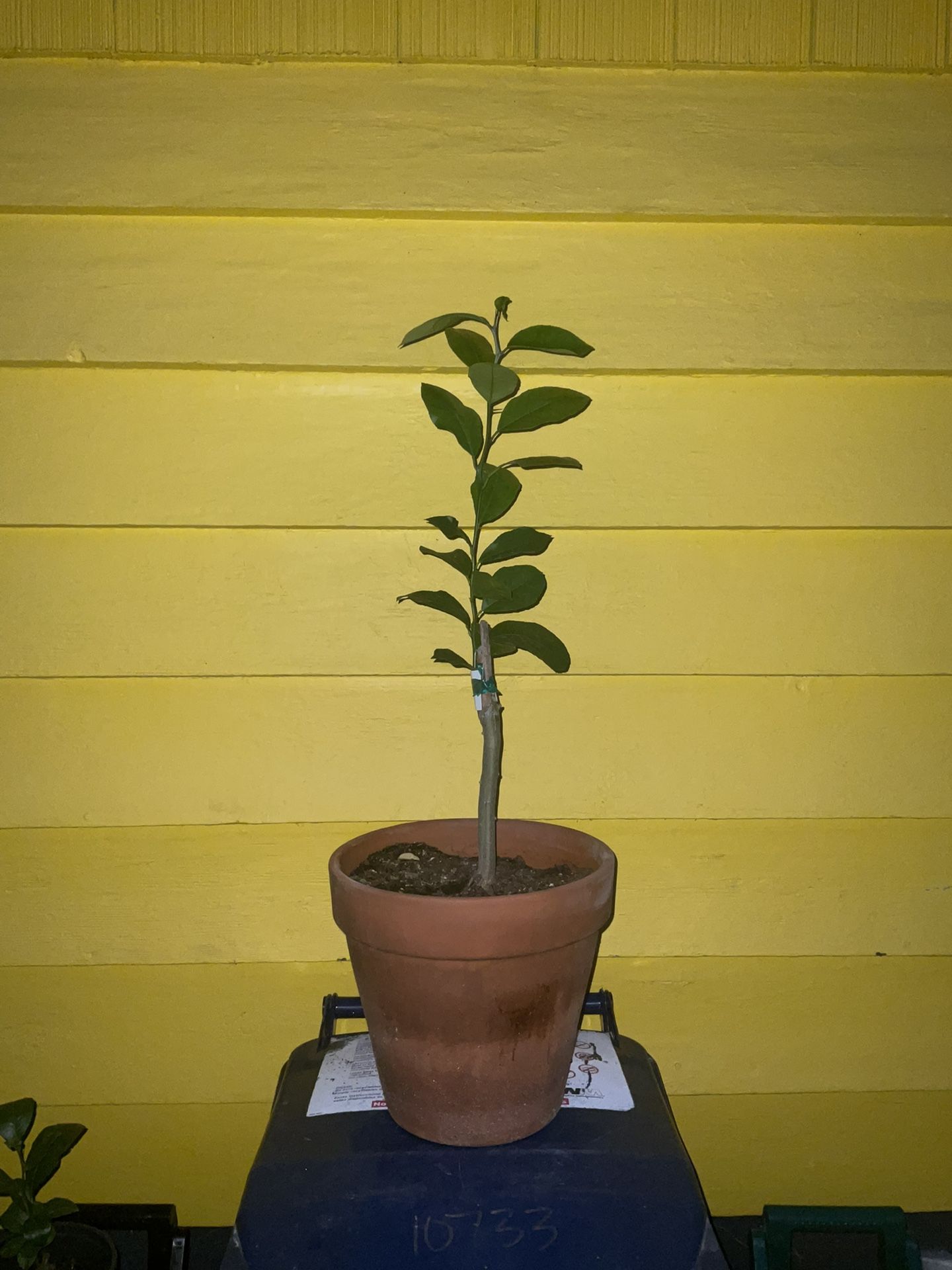 Lemon Tree Starter