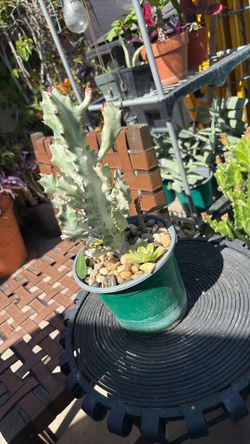 New! Rare find: White Ghost Cactus ( 6 pot) / Euphorbia