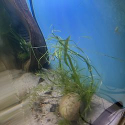 Freshwater Aquarium Fish Tank Supplies 