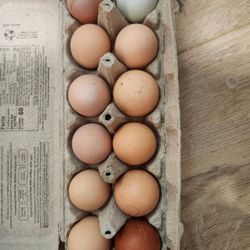 Farm Fresh Organic Eggs 