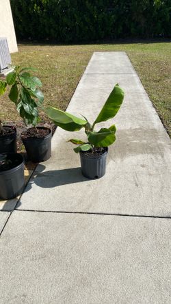 Java Banana Plant