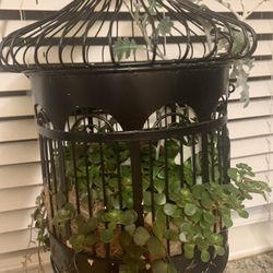 Succulents Plants In Vintage Metal Cage